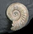 Iridescent Ammonite Fossils Mounted In Shale - x #34583-1